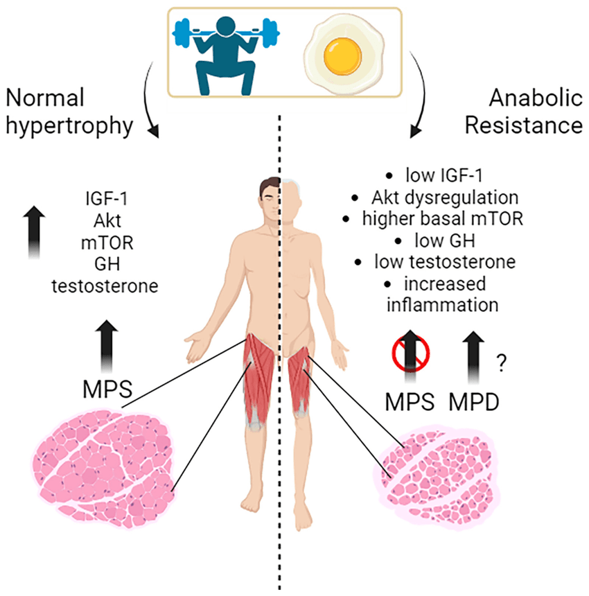 Illustration showing the relationship between hormones and muscle growth