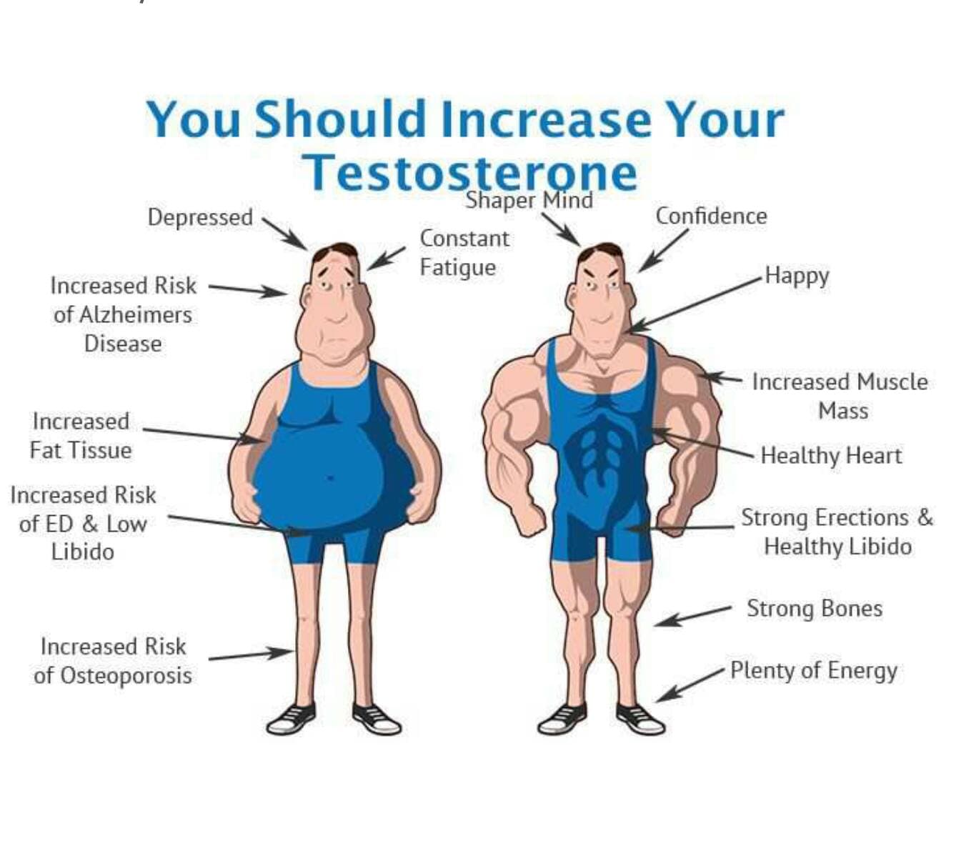 Chart showing testosterone levels over time and their relationship to muscle growth