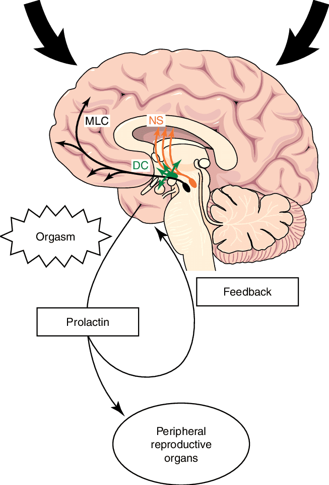 Diagram showing brain chemistry during masturbation