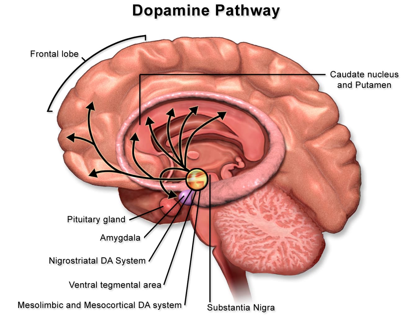 Brain diagram showing dopamine pathways and reward system activation