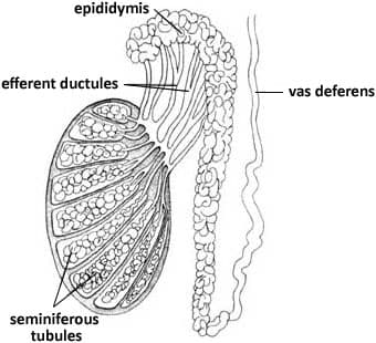 Scientific illustration showing how the body reabsorbs sperm cells and seminal fluid when ejaculation doesn't occur