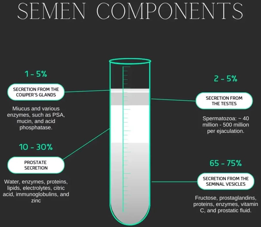 Diagram showing the composition of semen with its various components labeled