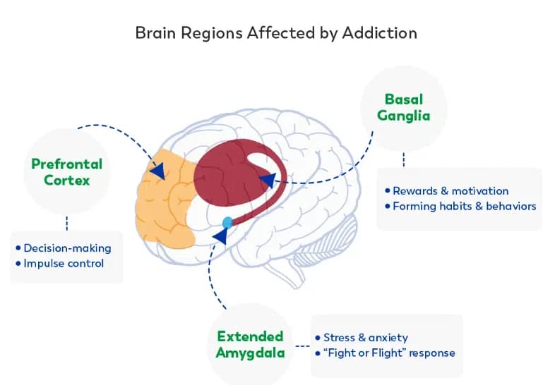 Brain recovery process during porn withdrawal